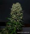 KALASHNIKOV ORIGINAL EXPRESS *KALASHNIKOV SEEDS   5 SEMI FEM 