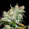 AUTO AK GOXUA * GENEHTIK SEEDS  1 SEME FEM 