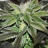 SUGAR CANDY * DELICIOUS SEEDS SATIVA   1 SEME FEM