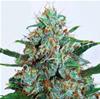 CRITICAL NEVILLE HAZE AUTO* DELICIOUS SEEDS  SATIVA  1 SEME FEM