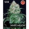 WHITE WIDOW  * PURE SEEDS  5 SEMI FEM