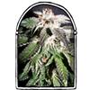 CONFIDENTIAL OG * THE  KUSH BROTHERS SEEDS   3 SEMI FEM 