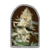 EXOTIC KUSH* THE  KUSH BROTHERS SEEDS   3 SEMI FEM 