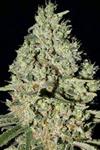 DFA AUTOFLOWERING   * SUPER STRAINS  SEEDS FEMINIZED   1 SEME 