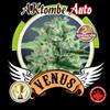 AKTOMBE AUTO* VENUS GENETICS  3 SEMI FEM