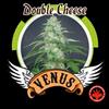 DOUBLE CHEESE * VENUS GENETICS  3 SEMI FEM