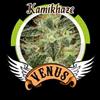 KAMIKHAZE* VENUS GENETICS  5 SEMI FEM