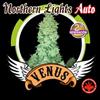 NOTHERLIGHT AUTO* VENUS GENETICS  1 SEME FEM