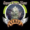 SUPER CHEESE HAZE* VENUS GENETICS  3 SEMI FEM