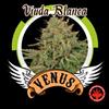 VIUDA BLANCA * VENUS GENETICS  5 SEMI FEM