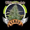 WHITE CHOCOLATE * VENUS GENETICS  5 SEMI FEM