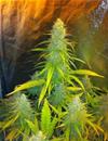 MEXICAN HAZE* CBD SEEDS  3 SEMI FEM