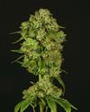 CASEY JONES * DEVIL'S HARVEST  SEEDS    5 SEMI FEM