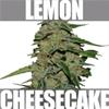 LEMON CAKE* HEAVYWEIGHT SEEDS  10 SEMI FEM